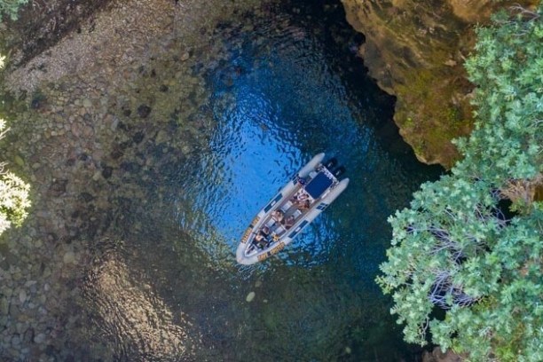 a close up of a coral