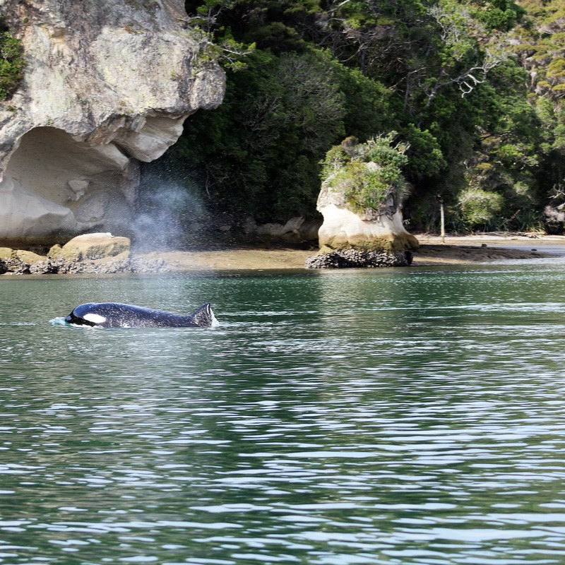a close up of a rock next to water