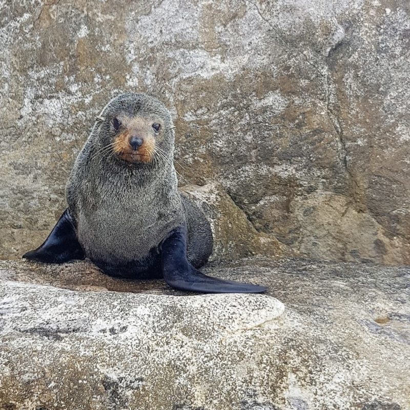 a bear that is sitting on a rock
